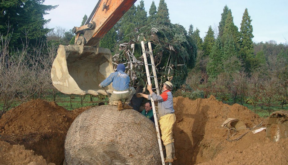 Grandi piante - Preparazione zolla